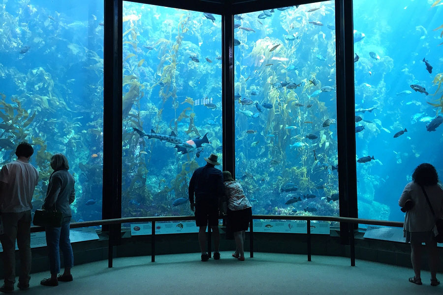 Visitors view fish in the Kelp Forest tank at The Monterey Bay Aquarium